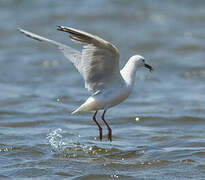 Slender-billed Gull