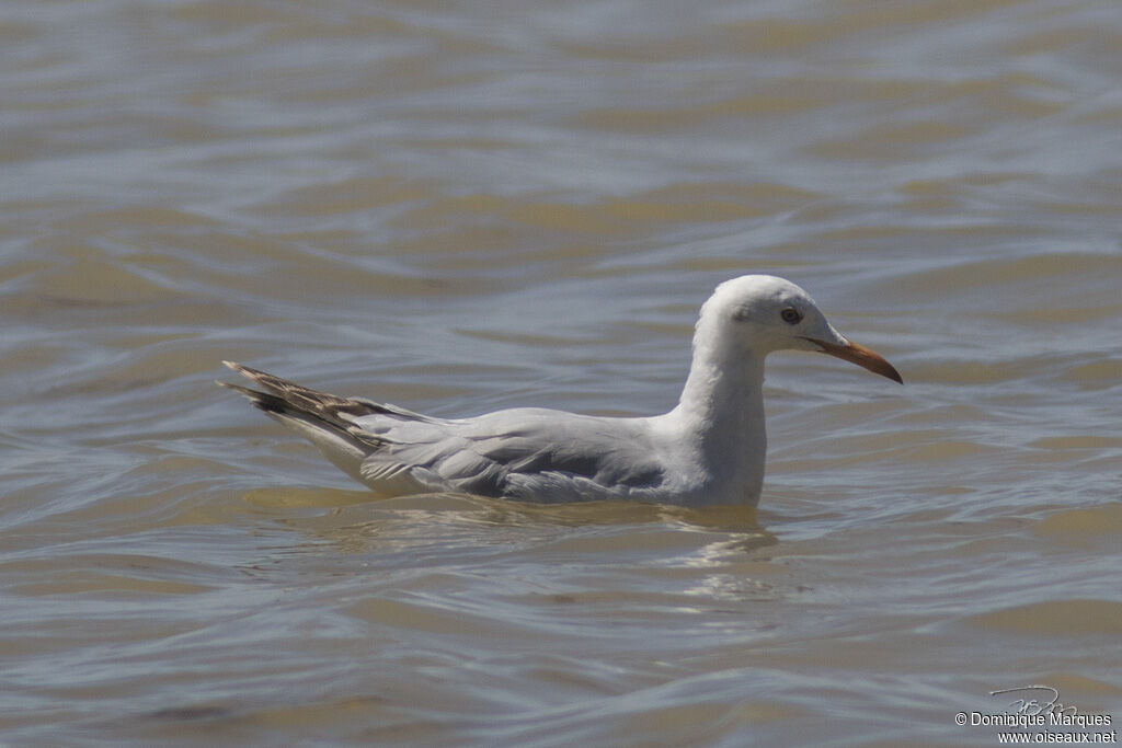 Slender-billed GullFirst year, identification