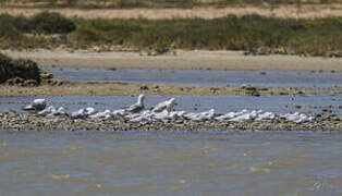 Slender-billed Gull