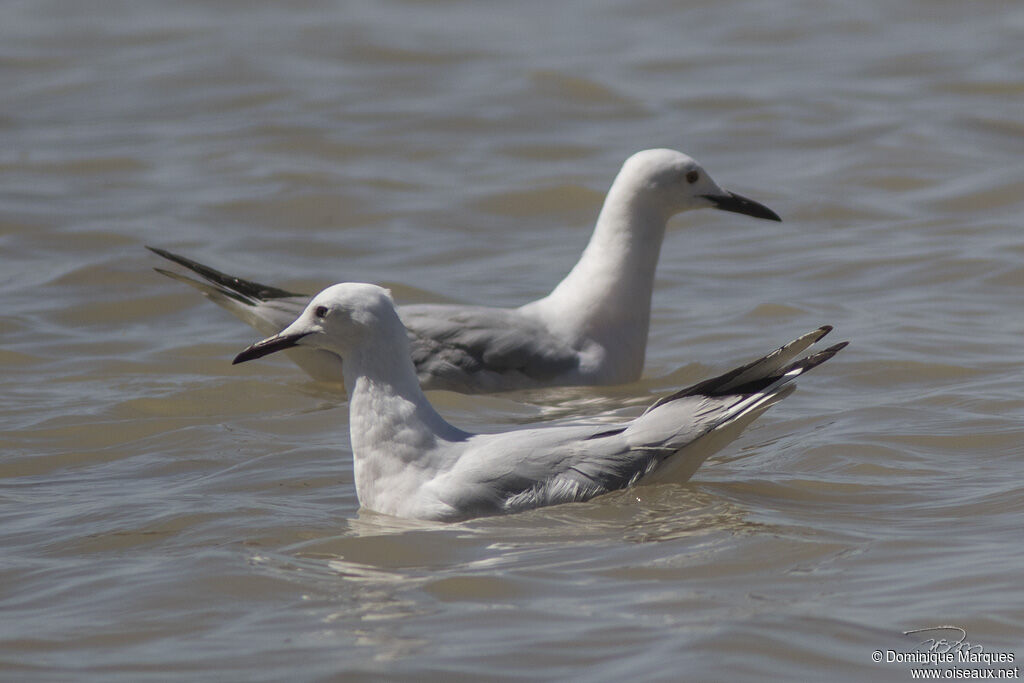 Slender-billed Gull