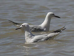 Slender-billed Gull