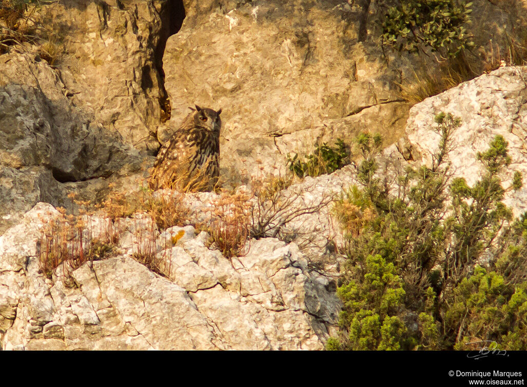 Eurasian Eagle-Owladult, identification