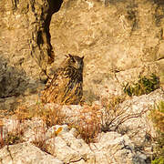 Eurasian Eagle-Owl