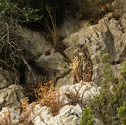 Eurasian Eagle-Owl