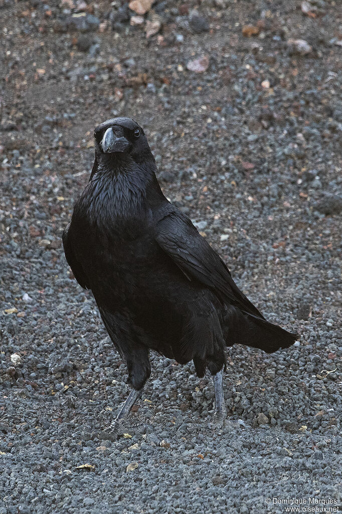 Grand Corbeauadulte, portrait