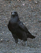 Northern Raven