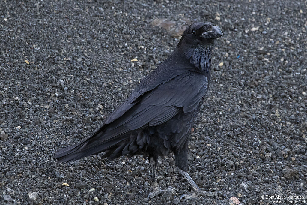 Northern Ravenadult, identification