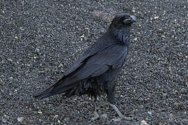 Northern Raven