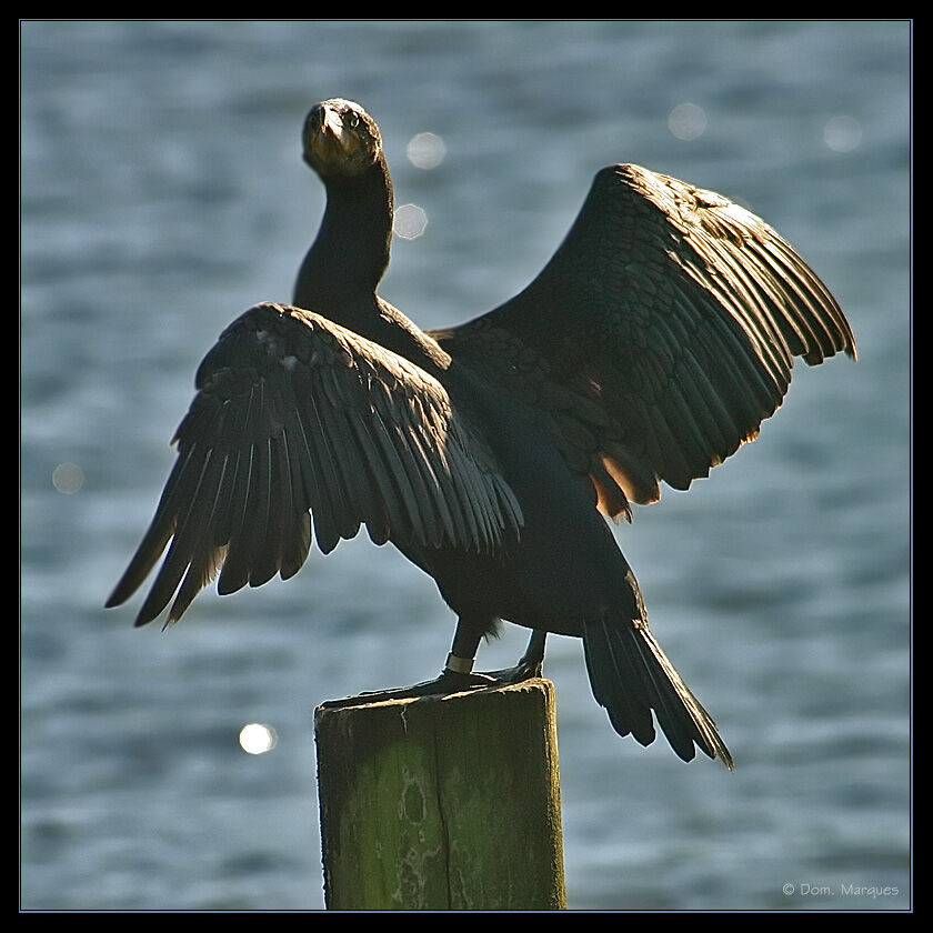 Grand Cormoranadulte