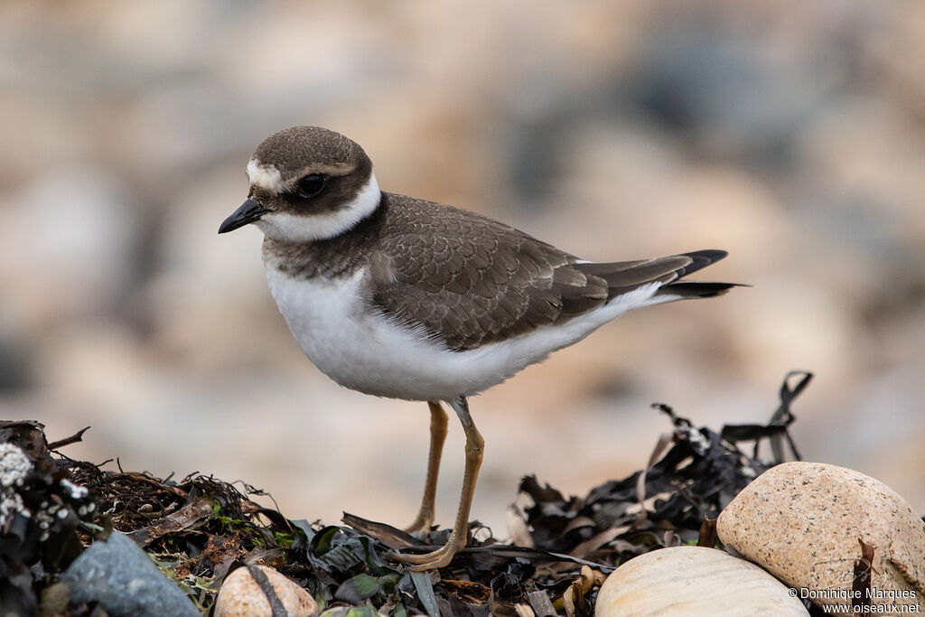 Common Ringed Ploverjuvenile, identification