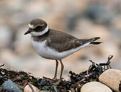 Common Ringed Plover