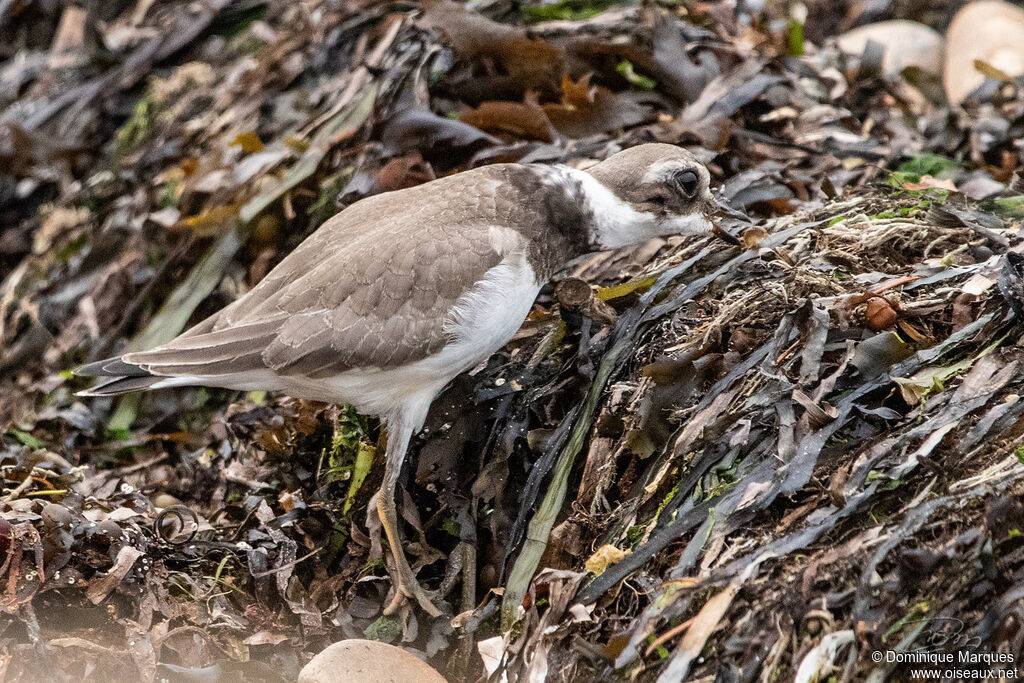 Grand Gravelotjuvénile, identification, mange