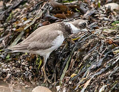 Common Ringed Plover