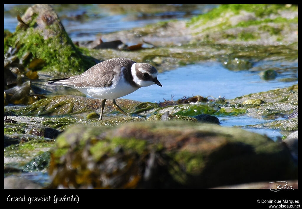 Grand Gravelotjuvénile, identification