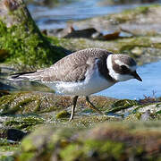 Common Ringed Plover