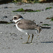 Common Ringed Plover