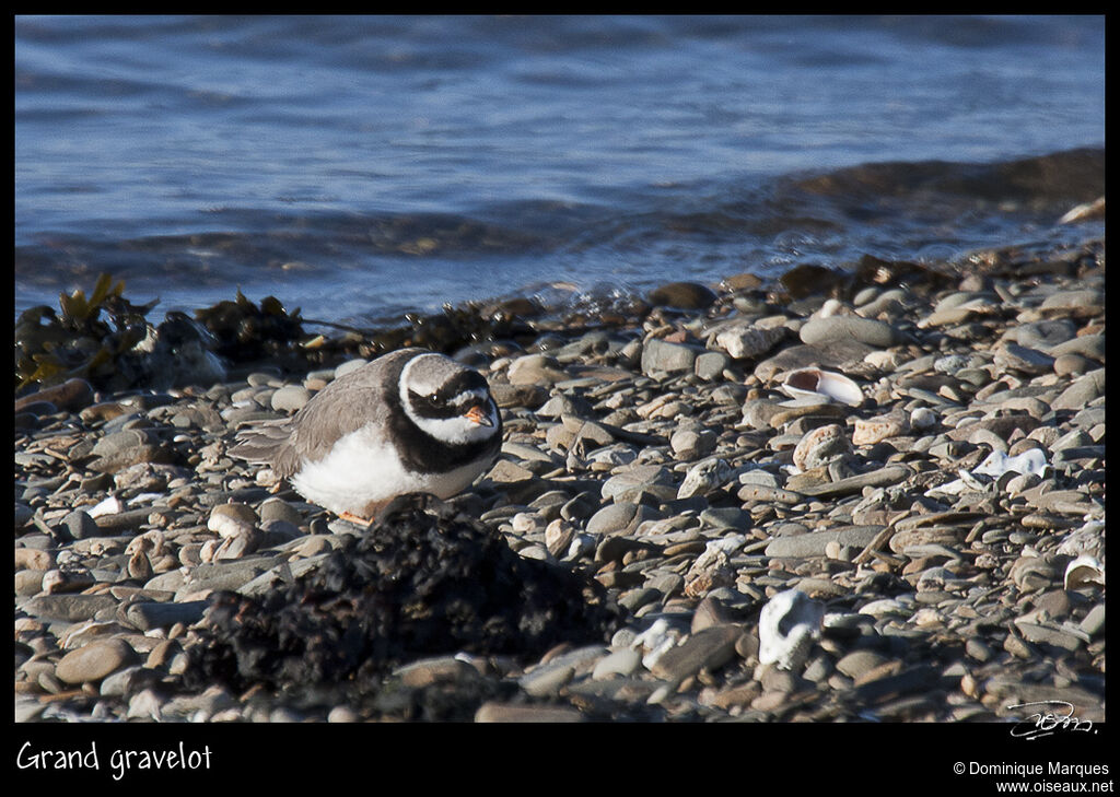 Common Ringed Plover male adult, identification