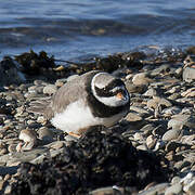 Common Ringed Plover