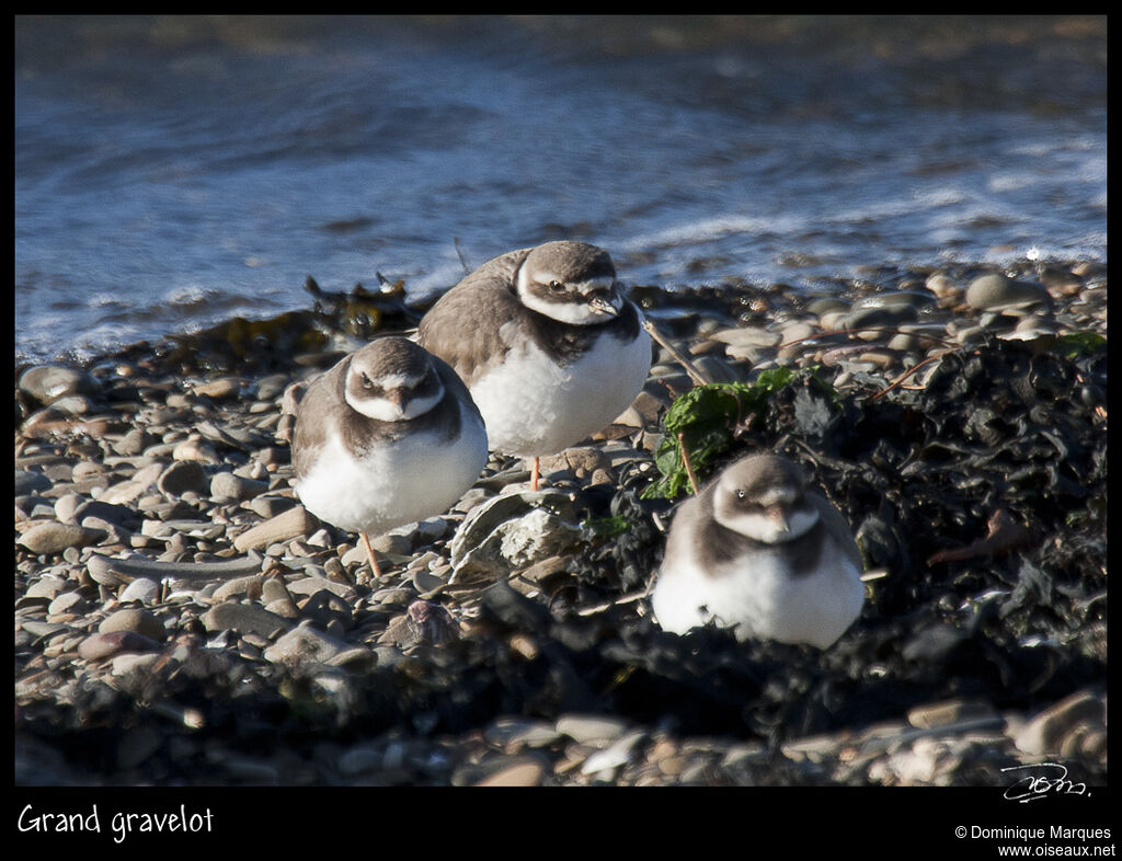 Common Ringed Ploveradult post breeding, identification