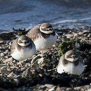 Common Ringed Plover