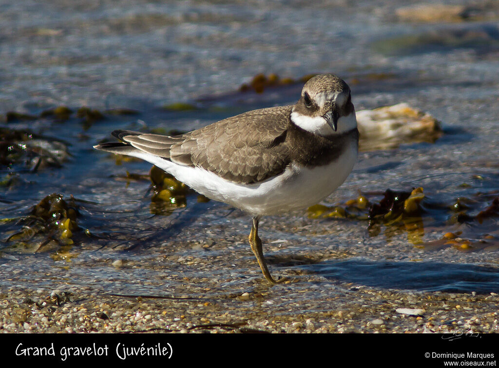 Common Ringed Ploverjuvenile, identification