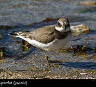 Common Ringed Plover