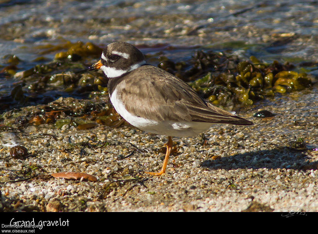 Common Ringed Plover male adult breeding, identification