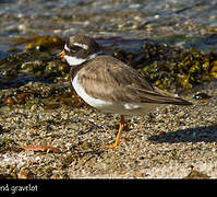 Common Ringed Plover