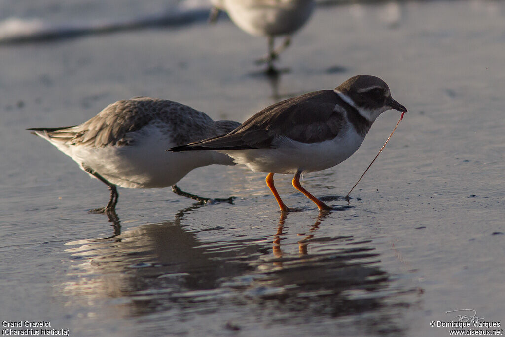 Common Ringed Ploveradult post breeding, identification, feeding habits, Behaviour