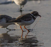 Common Ringed Plover