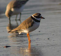 Common Ringed Plover