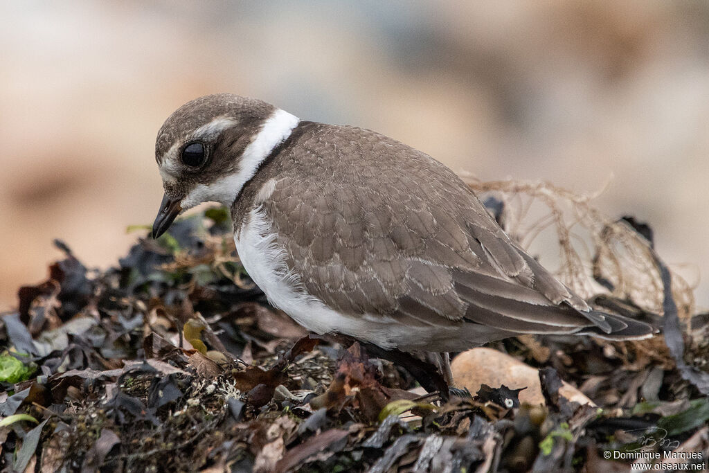 Common Ringed Plover