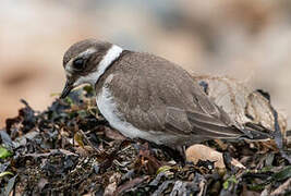 Common Ringed Plover