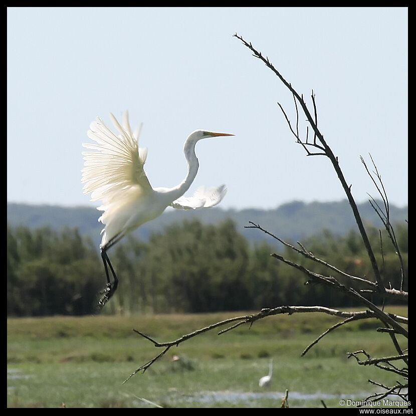 Great Egretadult