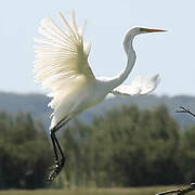 Grande Aigrette