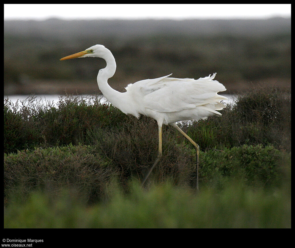 Great Egretadult, identification