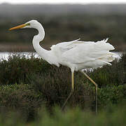 Great Egret