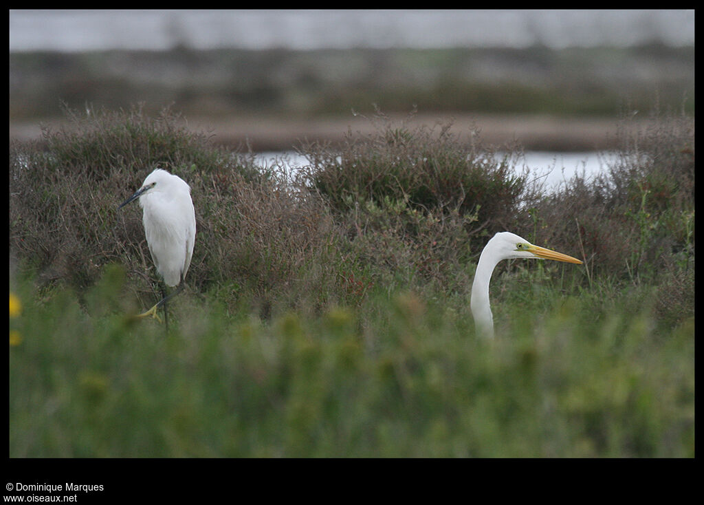 Grande Aigrette, identification