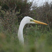 Grande Aigrette