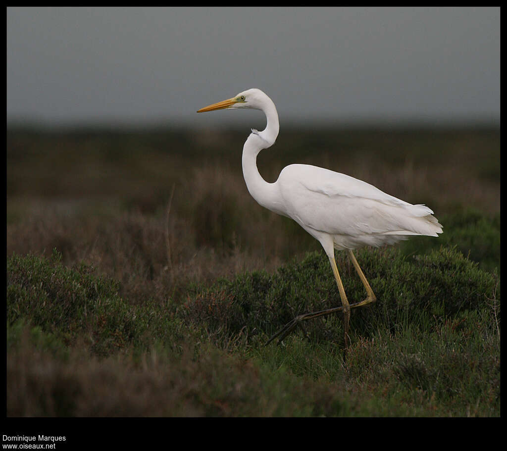 Great Egretadult, identification