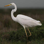 Grande Aigrette