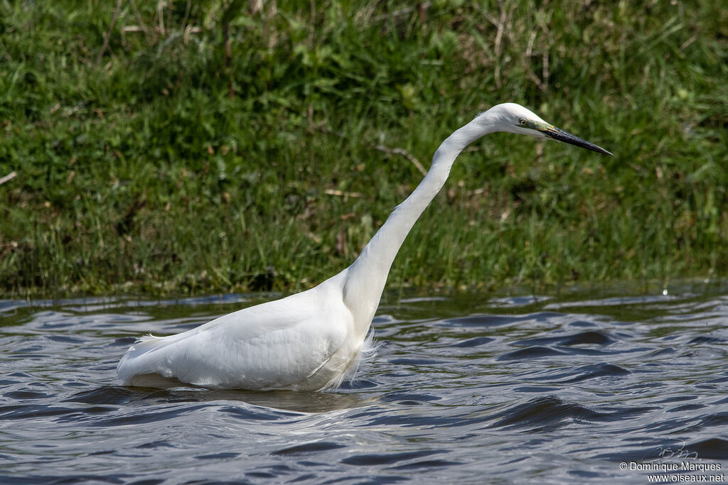 Grande Aigretteadulte nuptial, identification, pêche/chasse