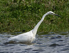 Great Egret