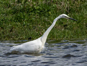 Grande Aigrette