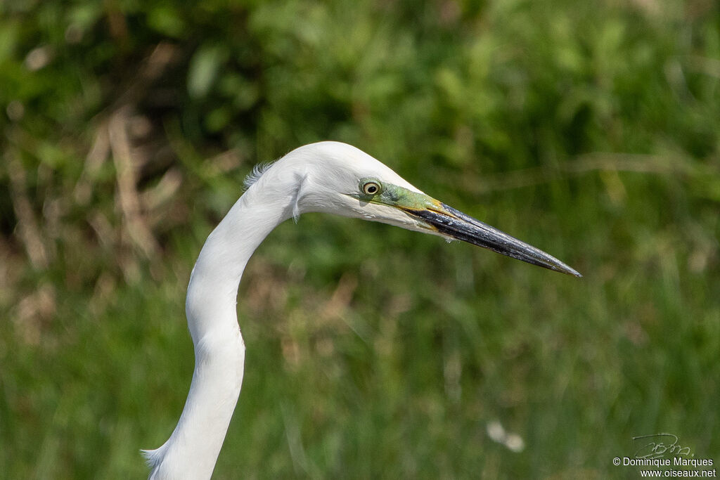 Great Egretadult breeding, identification, close-up portrait