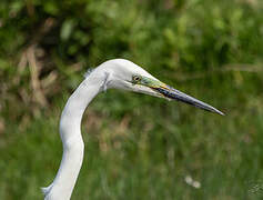 Grande Aigrette