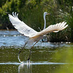 Grande Aigrette