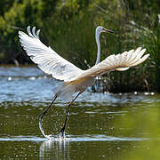 Grande Aigrette