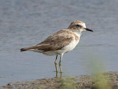 Kentish Plover