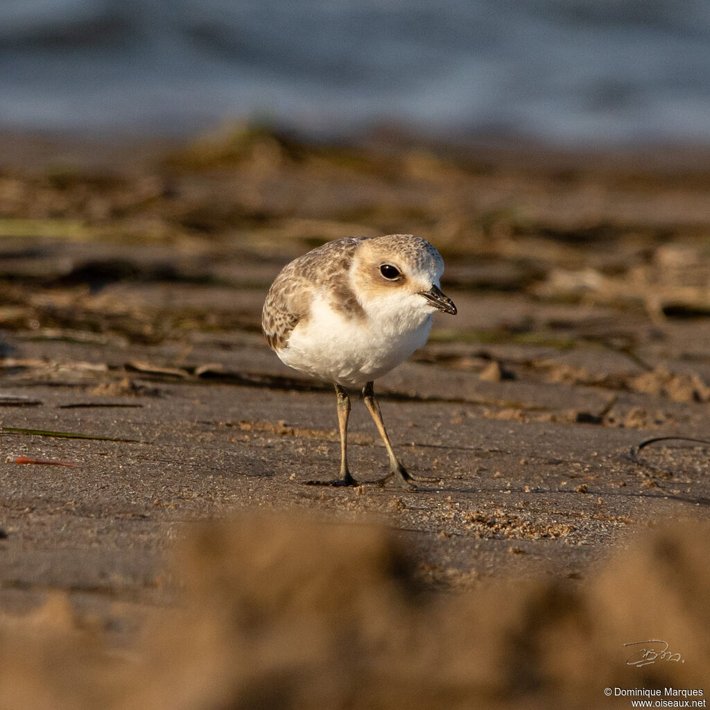 Kentish Ploveradult post breeding, identification